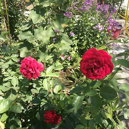 Apartmán Amelie Zadar