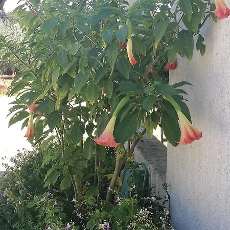 Apartamento Amelie Zadar