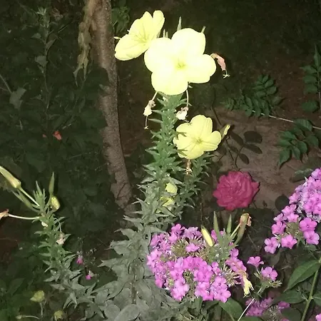 Amelie * Ζαντάρ