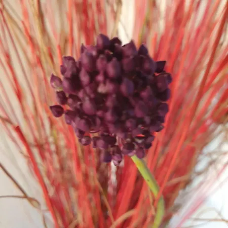 Amelie * Ζαντάρ